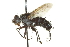  ( - CNC DIPTERA 162050)  @13 [ ] CreativeCommons - Attribution (2012) CNC/CBG Photography Group Centre for Biodiversity Genomics
