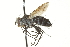  ( - CNC DIPTERA 162051)  @13 [ ] CreativeCommons - Attribution (2012) CNC/CBG Photography Group Centre for Biodiversity Genomics