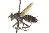  ( - CNC DIPTERA 162052)  @13 [ ] CreativeCommons - Attribution (2012) CNC/CBG Photography Group Centre for Biodiversity Genomics