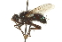  (Gymnocheta ruficornis - CNC DIPTERA 162060)  @13 [ ] CreativeCommons - Attribution (2012) CNC/CBG Photography Group Centre for Biodiversity Genomics