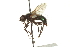  ( - CNC DIPTERA 162062)  @11 [ ] CreativeCommons - Attribution (2012) CNC/CBG Photography Group Centre for Biodiversity Genomics