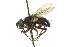  ( - CNC DIPTERA 162064)  @13 [ ] CreativeCommons - Attribution (2012) CNC/CBG Photography Group Centre for Biodiversity Genomics