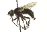  ( - CNC DIPTERA 162065)  @13 [ ] CreativeCommons - Attribution (2012) CNC/CBG Photography Group Centre for Biodiversity Genomics