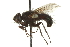 ( - CNC DIPTERA 162066)  @11 [ ] CreativeCommons - Attribution (2012) CNC/CBG Photography Group Centre for Biodiversity Genomics