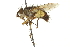  ( - CNC DIPTERA 162076)  @11 [ ] CreativeCommons - Attribution (2012) CNC/CBG Photography Group Centre for Biodiversity Genomics