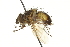  ( - CNC DIPTERA 162077)  @11 [ ] CreativeCommons - Attribution (2012) CNC/CBG Photography Group Centre for Biodiversity Genomics