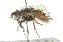  (Linnaemya soror - CNC DIPTERA 162079)  @14 [ ] CreativeCommons - Attribution (2012) CNC/CBG Photography Group Centre for Biodiversity Genomics
