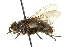  ( - CNC DIPTERA 162088)  @12 [ ] CreativeCommons - Attribution (2012) CNC/CBG Photography Group Centre for Biodiversity Genomics