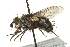  ( - CNC DIPTERA 162090)  @13 [ ] CreativeCommons - Attribution (2012) CNC/CBG Photography Group Centre for Biodiversity Genomics