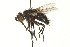  (Linnaemya nigrescens - CNC DIPTERA 162092)  @14 [ ] CreativeCommons - Attribution (2012) CNC/CBG Photography Group Centre for Biodiversity Genomics