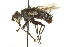  ( - CNC DIPTERA 162096)  @13 [ ] CreativeCommons - Attribution (2012) CNC/CBG Photography Group Centre for Biodiversity Genomics