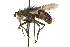  ( - CNC DIPTERA 162097)  @13 [ ] CreativeCommons - Attribution (2012) CNC/CBG Photography Group Centre for Biodiversity Genomics