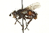  ( - CNC DIPTERA 162098)  @14 [ ] CreativeCommons - Attribution (2012) CNC/CBG Photography Group Centre for Biodiversity Genomics