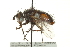  ( - CNC DIPTERA 162099)  @13 [ ] CreativeCommons - Attribution (2012) CNC/CBG Photography Group Centre for Biodiversity Genomics