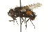  ( - CNC DIPTERA 162100)  @13 [ ] CreativeCommons - Attribution (2012) CNC/CBG Photography Group Centre for Biodiversity Genomics