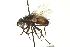  ( - CNC DIPTERA 162101)  @13 [ ] CreativeCommons - Attribution (2012) CNC/CBG Photography Group Centre for Biodiversity Genomics