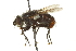 ( - CNC DIPTERA 162112)  @14 [ ] CreativeCommons - Attribution (2012) CNC/CBG Photography Group Centre for Biodiversity Genomics