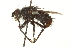  ( - CNC DIPTERA 162113)  @13 [ ] CreativeCommons - Attribution (2012) CNC/CBG Photography Group Centre for Biodiversity Genomics