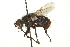  ( - CNC DIPTERA 162115)  @14 [ ] CreativeCommons - Attribution (2012) CNC/CBG Photography Group Centre for Biodiversity Genomics