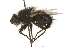  ( - CNC DIPTERA 162126)  @13 [ ] CreativeCommons - Attribution (2012) CNC/CBG Photography Group Centre for Biodiversity Genomics