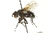  ( - CNC DIPTERA 162128)  @14 [ ] CreativeCommons - Attribution (2012) CNC/CBG Photography Group Centre for Biodiversity Genomics
