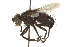  ( - CNC DIPTERA 162145)  @13 [ ] CreativeCommons - Attribution (2012) CNC/CBG Photography Group Centre for Biodiversity Genomics
