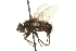  ( - CNC DIPTERA 162148)  @13 [ ] CreativeCommons - Attribution (2012) CNC/CBG Photography Group Centre for Biodiversity Genomics