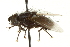  ( - CNC DIPTERA 162149)  @13 [ ] CreativeCommons - Attribution (2012) CNC/CBG Photography Group Centre for Biodiversity Genomics