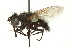  ( - CNC DIPTERA 162151)  @11 [ ] CreativeCommons - Attribution (2012) CNC/CBG Photography Group Centre for Biodiversity Genomics