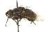 ( - CNC DIPTERA 162155)  @13 [ ] CreativeCommons - Attribution (2012) CNC/CBG Photography Group Centre for Biodiversity Genomics