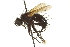  ( - CNC DIPTERA 162179)  @11 [ ] CreativeCommons - Attribution (2012) CNC/CBG Photography Group Centre for Biodiversity Genomics
