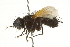  ( - CNC DIPTERA 162180)  @11 [ ] CreativeCommons - Attribution (2012) CNC/CBG Photography Group Centre for Biodiversity Genomics