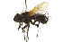  ( - CNC DIPTERA 162181)  @11 [ ] CreativeCommons - Attribution (2012) CNC/CBG Photography Group Centre for Biodiversity Genomics