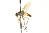  ( - CNC DIPTERA 162206)  @13 [ ] CreativeCommons - Attribution (2012) CNC/CBG Photography Group Centre for Biodiversity Genomics