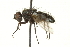  (Coloradomyia - CNC DIPTERA 162215)  @14 [ ] CreativeCommons - Attribution (2012) CNC/CBG Photography Group Centre for Biodiversity Genomics