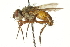  ( - CNC DIPTERA 162220)  @14 [ ] CreativeCommons - Attribution (2012) CNC/CBG Photography Group Centre for Biodiversity Genomics