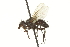  ( - CNC DIPTERA 162223)  @13 [ ] CreativeCommons - Attribution (2012) CNC/CBG Photography Group Centre for Biodiversity Genomics