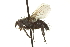  ( - CNC DIPTERA 162224)  @11 [ ] CreativeCommons - Attribution (2012) CNC/CBG Photography Group Centre for Biodiversity Genomics
