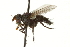  (Bigonichetini - CNC DIPTERA 162225)  @14 [ ] CreativeCommons - Attribution (2012) CNC/CBG Photography Group Centre for Biodiversity Genomics