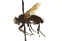 ( - CNC DIPTERA 162226)  @12 [ ] CreativeCommons - Attribution (2012) CNC/CBG Photography Group Centre for Biodiversity Genomics