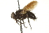  ( - CNC DIPTERA 162227)  @13 [ ] CreativeCommons - Attribution (2012) CNC/CBG Photography Group Centre for Biodiversity Genomics