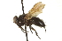  ( - CNC DIPTERA 162228)  @13 [ ] CreativeCommons - Attribution (2012) CNC/CBG Photography Group Centre for Biodiversity Genomics