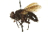  ( - CNC DIPTERA 162229)  @14 [ ] CreativeCommons - Attribution (2012) CNC/CBG Photography Group Centre for Biodiversity Genomics
