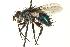  (Chrysotachina alcedo - CNC DIPTERA 162236)  @14 [ ] CreativeCommons - Attribution (2012) CNC/CBG Photography Group Centre for Biodiversity Genomics