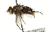  ( - CNC DIPTERA 162250)  @13 [ ] CreativeCommons - Attribution (2012) CNC/CBG Photography Group Centre for Biodiversity Genomics