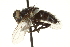  (Macromya fracida - CNC DIPTERA 162307)  @11 [ ] CreativeCommons - Attribution (2012) CNC/CBG Photography Group Centre for Biodiversity Genomics