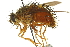  (Nemoraeini - CNC DIPTERA 162326)  @15 [ ] CreativeCommons - Attribution (2012) CNC/CBG Photography Group Centre for Biodiversity Genomics