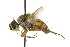  (Siphona nr. geniculata sp. 1 - CNC DIPTERA 162329)  @14 [ ] CreativeCommons - Attribution (2012) CNC/CBG Photography Group Centre for Biodiversity Genomics
