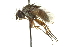  (Siphona nr. geniculata sp. 2 - CNC DIPTERA 162330)  @12 [ ] CreativeCommons - Attribution (2012) CNC/CBG Photography Group Centre for Biodiversity Genomics
