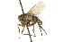  (Siphona nr. geniculata sp. 3 - CNC DIPTERA 162331)  @12 [ ] CreativeCommons - Attribution (2012) CNC/CBG Photography Group Centre for Biodiversity Genomics